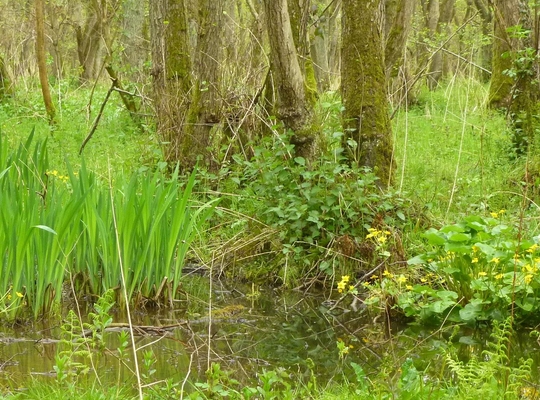 Bedreigde natuur in Hoeilaart